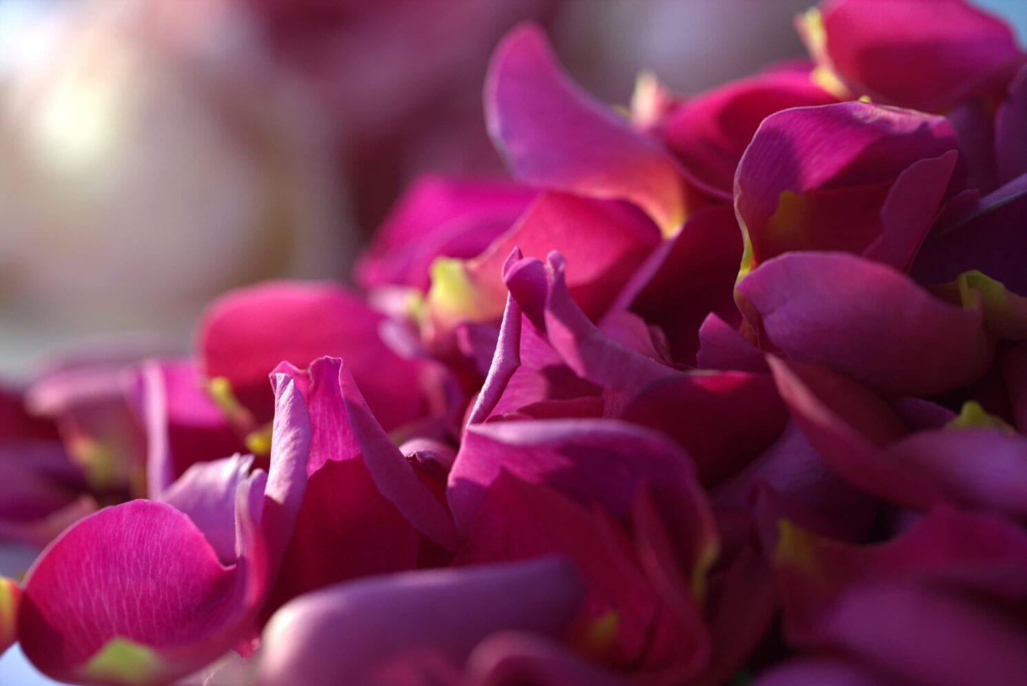 Anonymous Cisco Webex case study