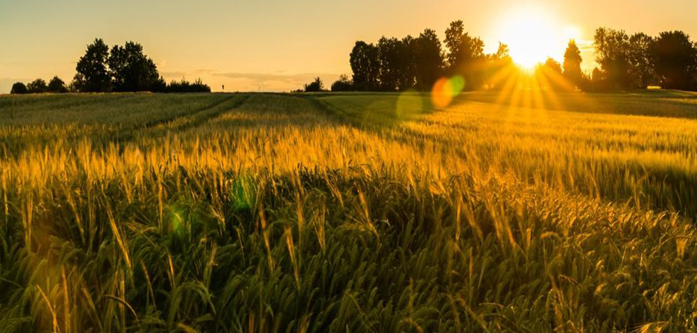 Enabling digital transformation for Southeast Asia&#8217;s largest grain processor with IZO™ SDWAN Managed Services